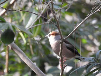 Hawfinch Kyoto Gyoen Mon, 3/21/2022