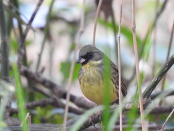 Masked Bunting Kyoto Gyoen Mon, 3/21/2022