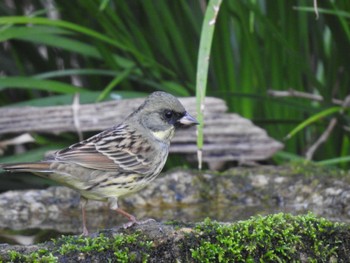 Masked Bunting Kyoto Gyoen Mon, 3/21/2022