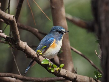 Red-flanked Bluetail 姫路市自然観察の森 Mon, 3/21/2022