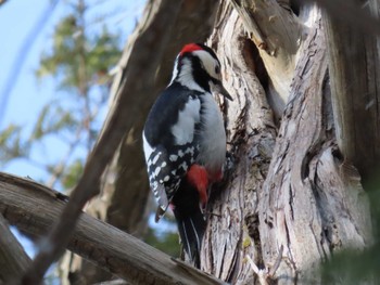 2022年3月21日(月) 円山公園の野鳥観察記録