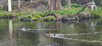 マガモ 静岡県東部 2022年3月21日(月)