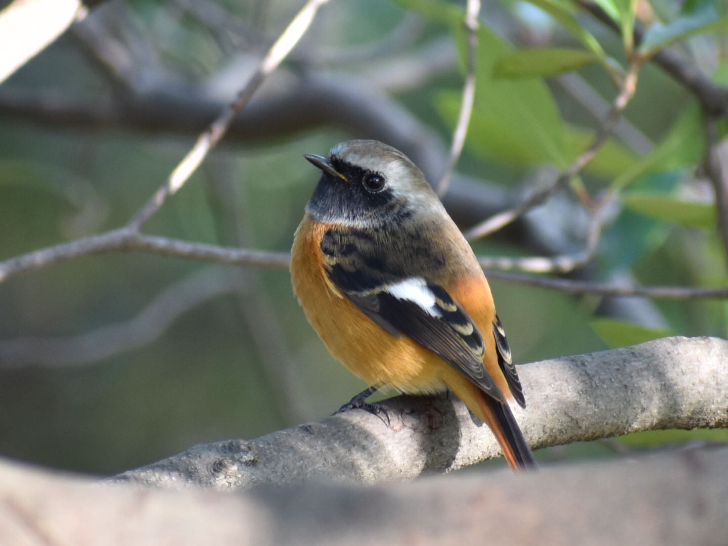 Photo of Daurian Redstart at 