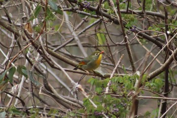 ソウシチョウ 福岡県大野城市大野城いこいの森水辺公園 2022年3月21日(月)