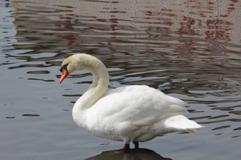 2022年3月21日(月) 手賀沼の野鳥観察記録