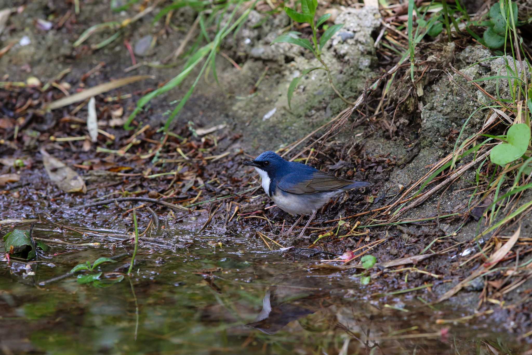 Photo of Siberian Blue Robin at Hegura Island by Trio