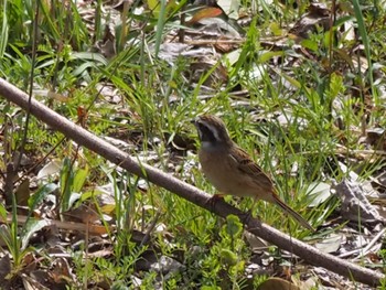 Meadow Bunting 芝川第一調節池(芝川貯水池) Mon, 3/21/2022