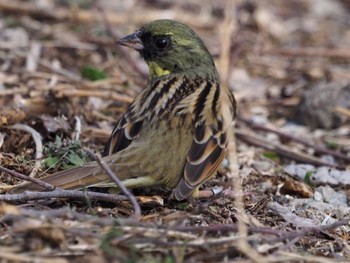 Masked Bunting 芝川第一調節池(芝川貯水池) Mon, 3/21/2022