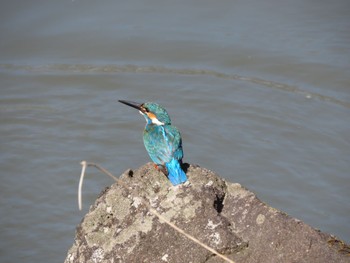 Mon, 3/21/2022 Birding report at 四季の森公園(横浜市緑区)