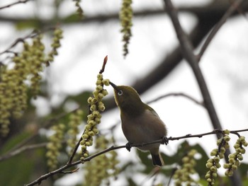 2022年3月20日(日) 城山公園(神奈川県)の野鳥観察記録