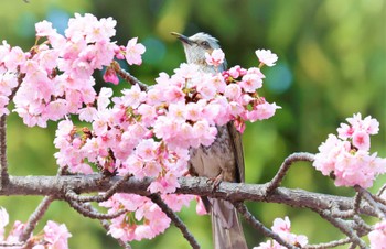 ヒヨドリ 薬師池公園 2022年3月21日(月)