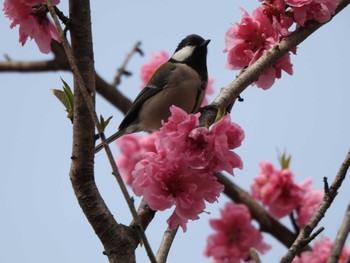 Japanese Tit 郷土の森公園(府中市) Mon, 3/21/2022