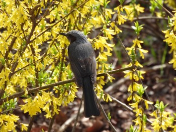 ヒヨドリ 郷土の森公園(府中市) 2022年3月21日(月)