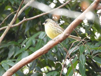 Masked Bunting 郷土の森公園(府中市) Mon, 3/21/2022