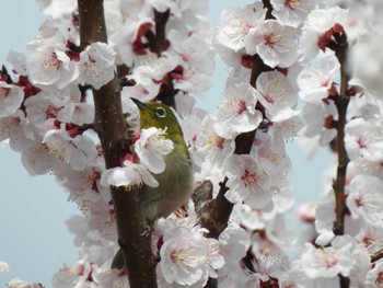 Warbling White-eye 郷土の森公園(府中市) Mon, 3/21/2022