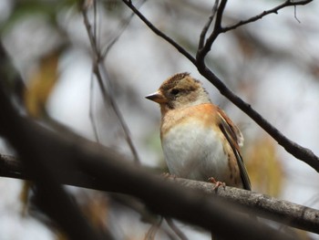 Brambling 郷土の森公園(府中市) Mon, 3/21/2022