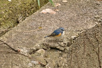 ルリビタキ 砧公園 2022年3月21日(月)