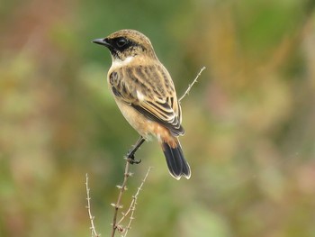 Amur Stonechat 和歌山森林公園 Sat, 10/7/2017