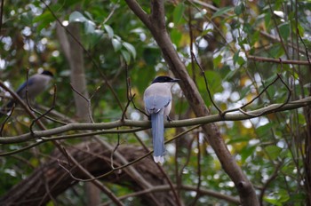 Azure-winged Magpie 善福寺公園 Mon, 3/21/2022