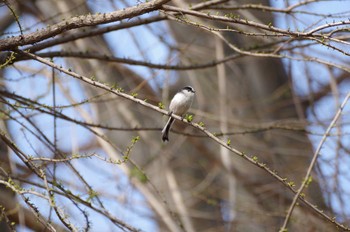 Long-tailed Tit 善福寺公園 Mon, 3/21/2022