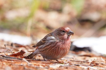 2022年3月21日(月) 岡谷林道の野鳥観察記録