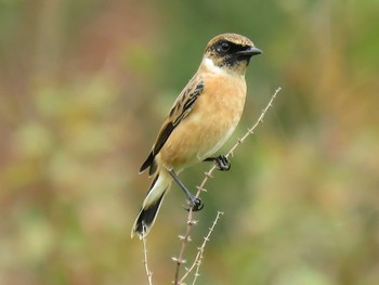 Amur Stonechat 和歌山森林公園 Sat, 10/7/2017