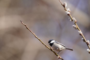 ヒガラ 岡谷林道 2022年3月21日(月)