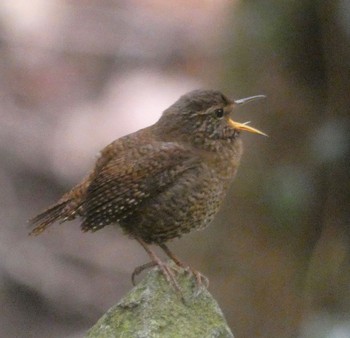 2022年3月21日(月) 日向渓谷の野鳥観察記録