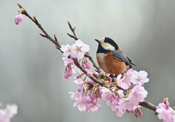 2022年3月21日(月) 薬師池公園の野鳥観察記録