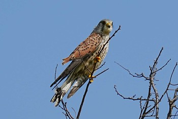 Sun, 3/20/2022 Birding report at 淀川河川公園