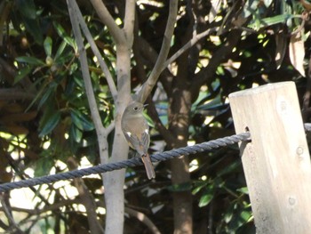 Narcissus Flycatcher Nagai Botanical Garden Thu, 10/26/2017