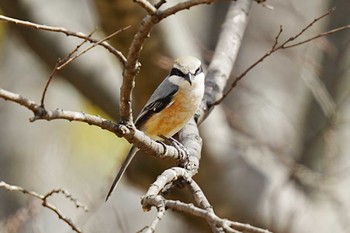 Mon, 3/21/2022 Birding report at 山田池公園