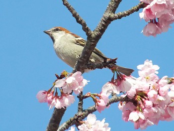 ニュウナイスズメ 場所が不明 2022年3月21日(月)