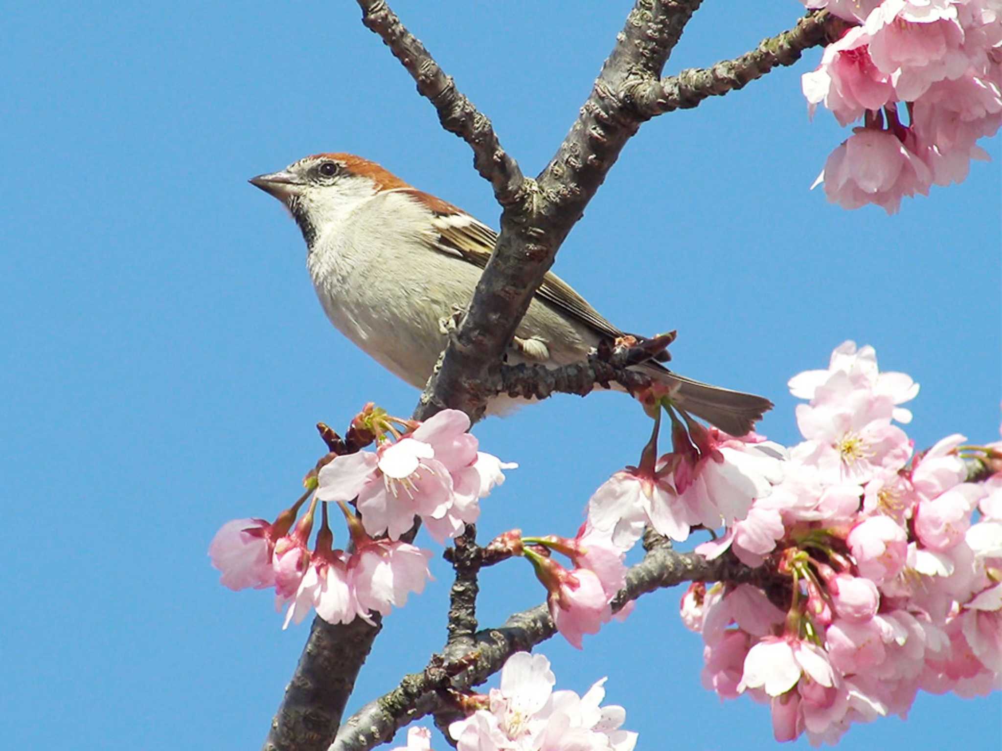 お花見で鳥見・ニュウナイスズメ by Birdlover.jp