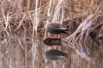 カルガモ 大戸池公園 2022年3月21日(月)