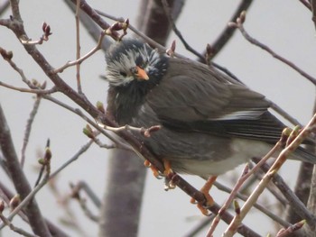 Mon, 3/21/2022 Birding report at 夙川河川敷緑地(夙川公園)