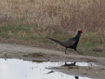 Green Pheasant 淀川河川公園 Mon, 3/21/2022