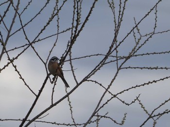 Meadow Bunting 淀川河川公園 Mon, 3/21/2022