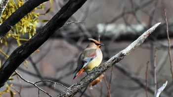 2022年3月21日(月) 佐久広域(杉の木貯水池・八千穂高原)の野鳥観察記録
