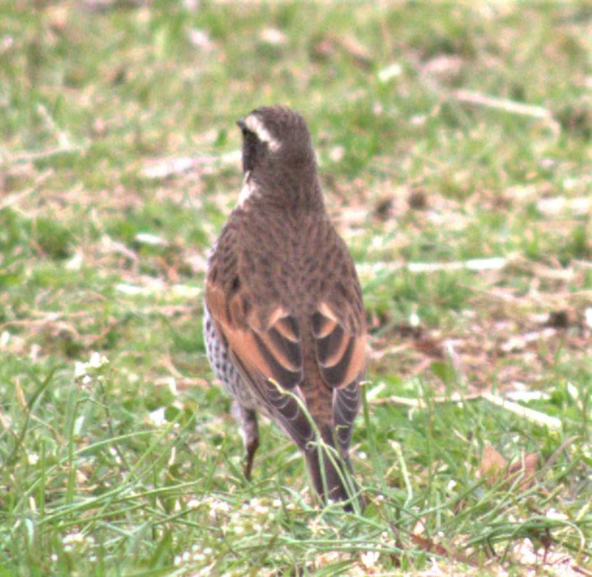 Dusky Thrush