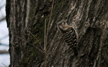 Mon, 3/21/2022 Birding report at 野川公園