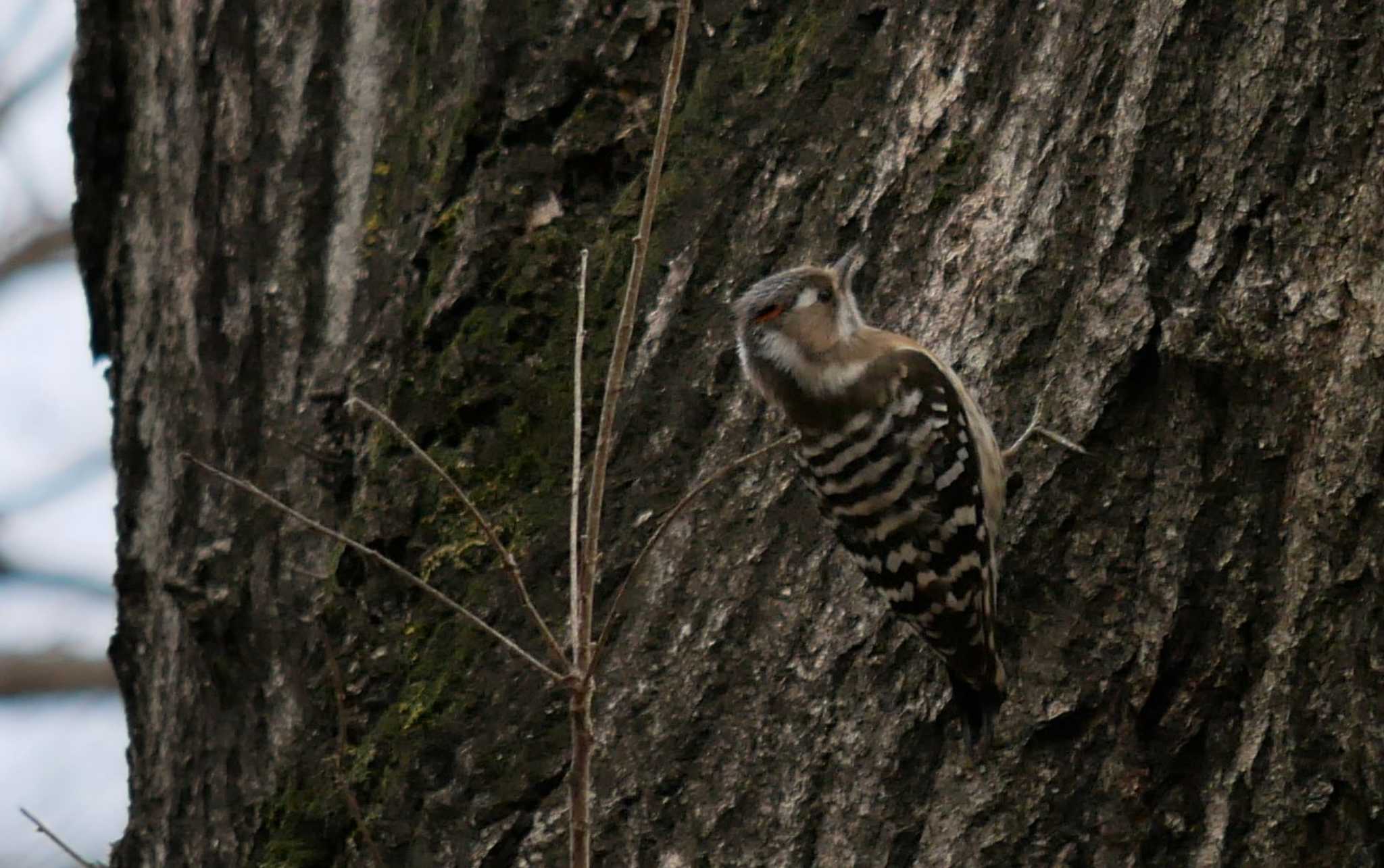 Photo of Japanese Pygmy Woodpecker at 野川公園 by イエティ