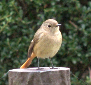 2022年3月21日(月) 武蔵野の森公園の野鳥観察記録