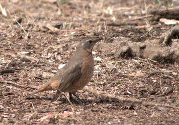 Mon, 3/21/2022 Birding report at Musashino Park