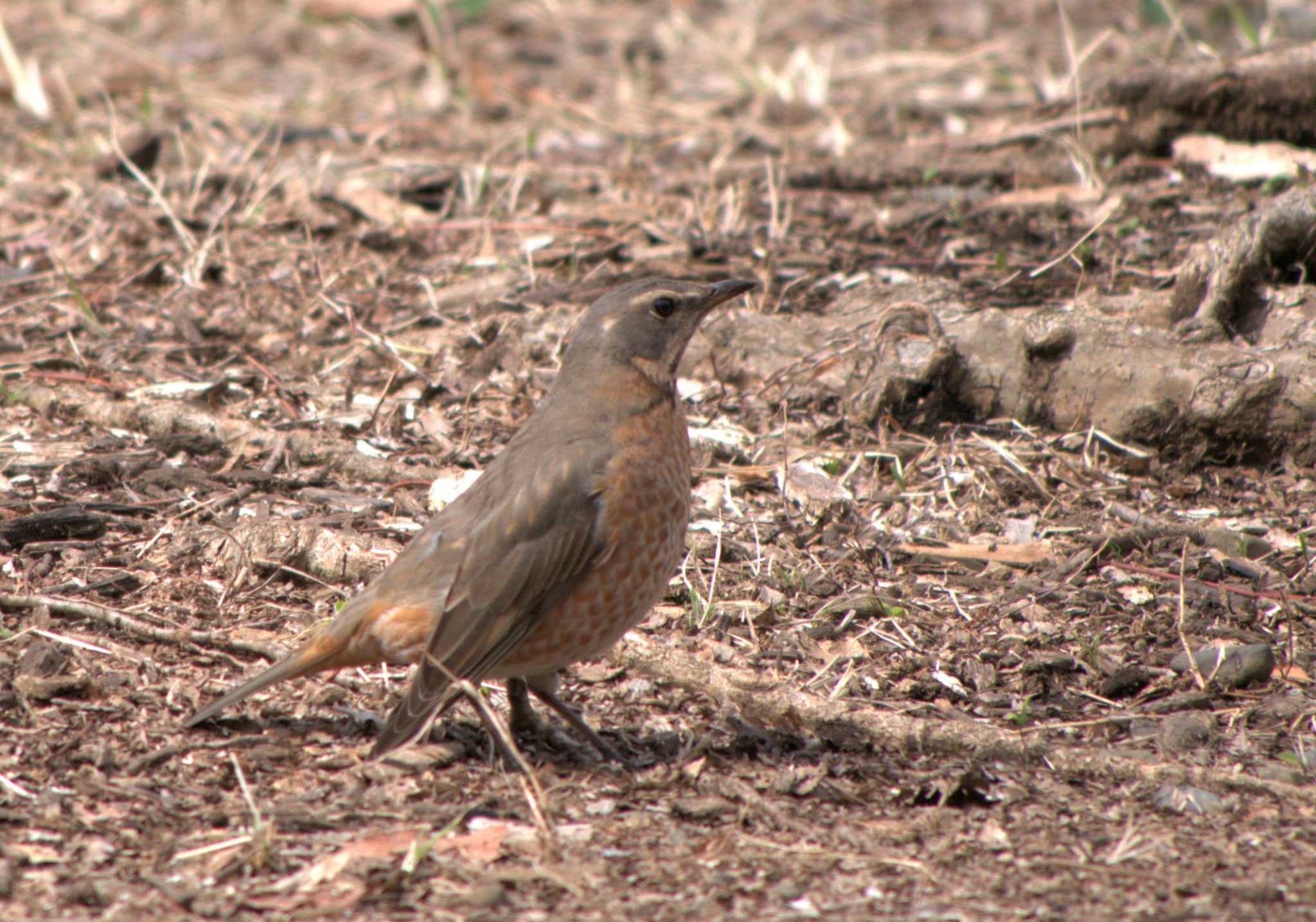 Photo of Naumann's Thrush at Musashino Park by イエティ