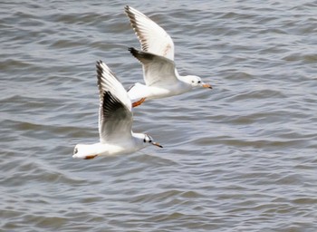 2022年3月21日(月) 多摩川の野鳥観察記録