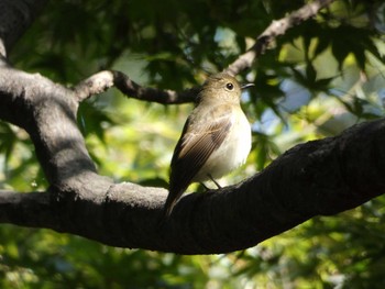 キビタキ 長居公園植物園 2017年10月26日(木)