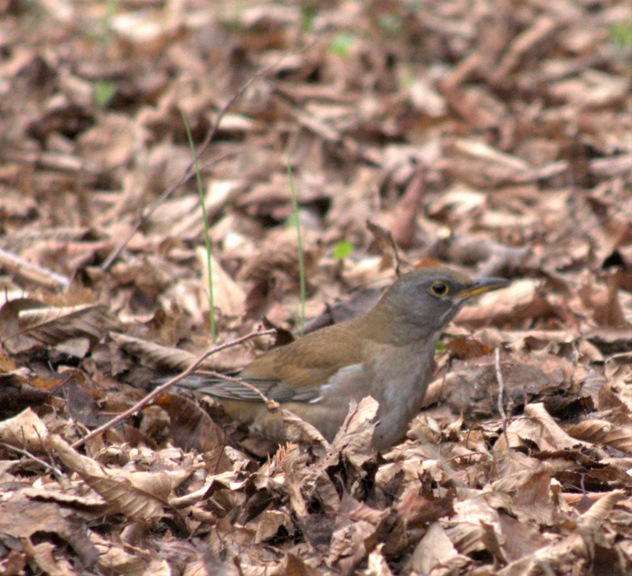 Photo of Pale Thrush at Musashino Park by イエティ