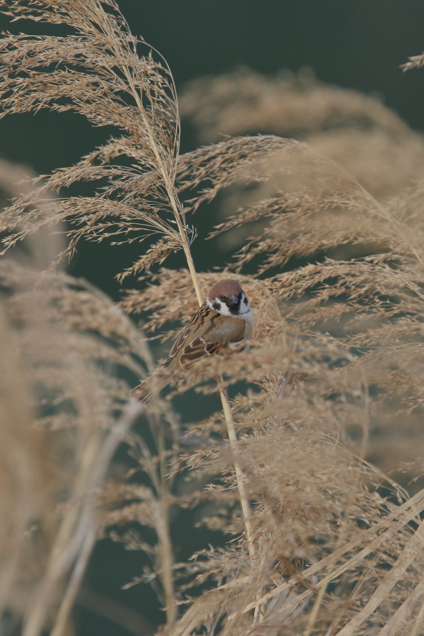 Photo of Eurasian Tree Sparrow at 帷子川 by こぐまごろう