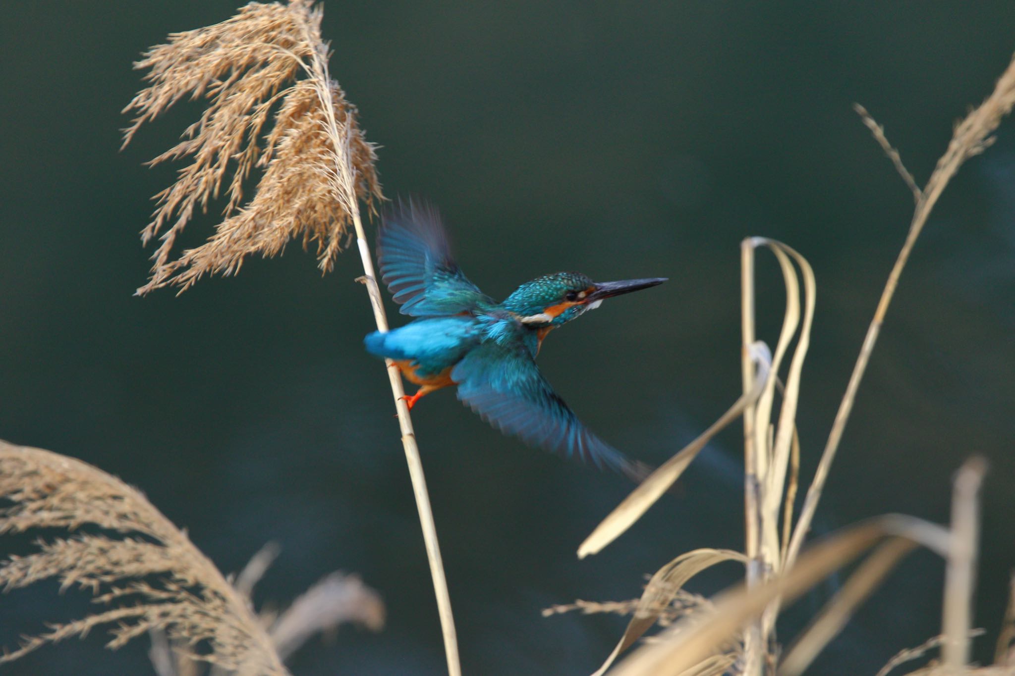 Common Kingfisher